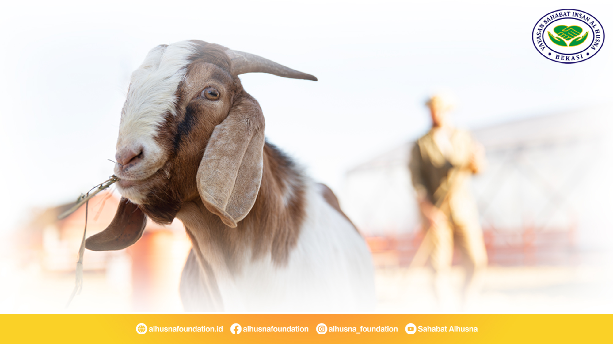 Kenapa Harus Qurban? Alasan, Manfaat, dan Hikmah dari Berqurban